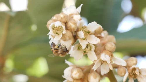 Close-up of a bee collecting pollen from a flower.