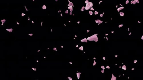 Romantic Falling Pink Petals Alpha Channel Overlay