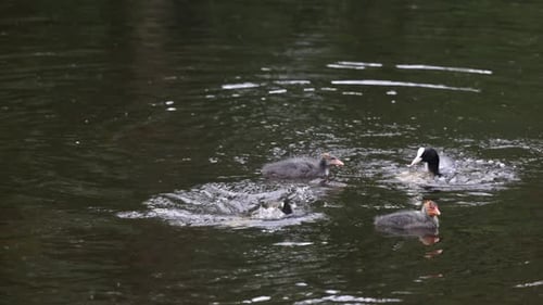 A tranquil scene of a family of coots swimming together in calm waters. The adults lead their fluffy