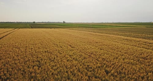 Golden wheat field at sunset