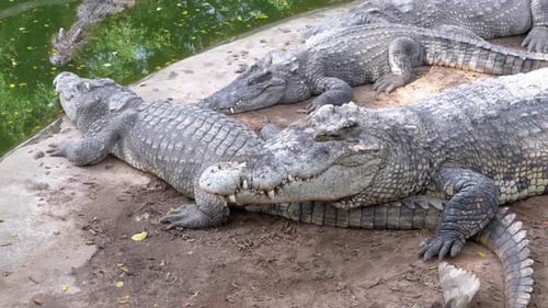 Crocodiles Lie Near the Water of Green Color Muddy Swampy River Thailand Asia