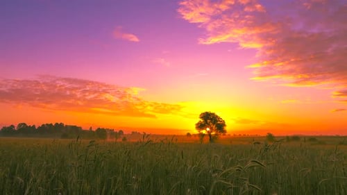Beautiful landscape in the field at sunrise. 4K.