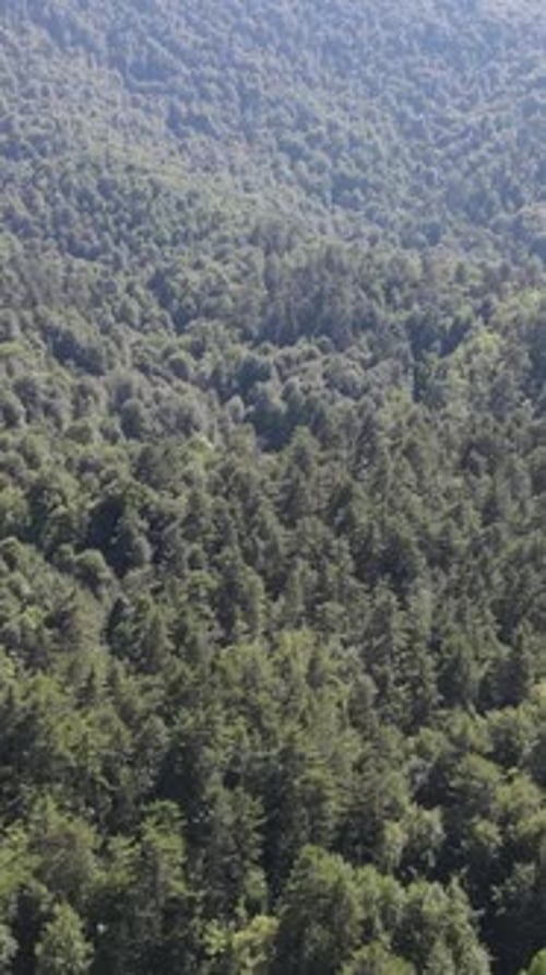 Green Environment Forest