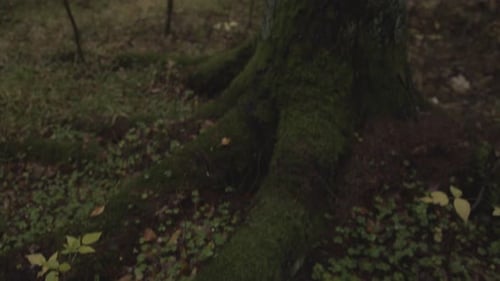 Moosbedeckter Baumstamm in einem dunklen Herbstwald