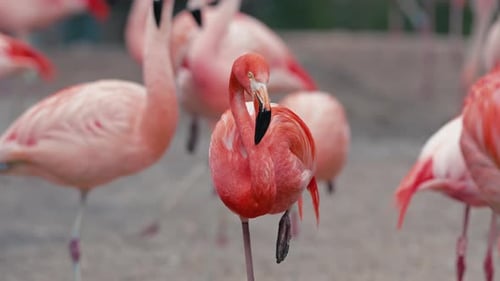 Vibrantes flamencos parados en bandada, hábitat de vida silvestre, aves vívidas, naturaleza exótica