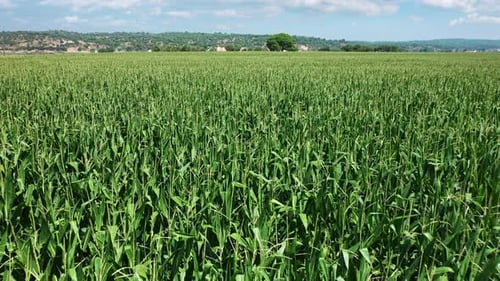 Green corn field.