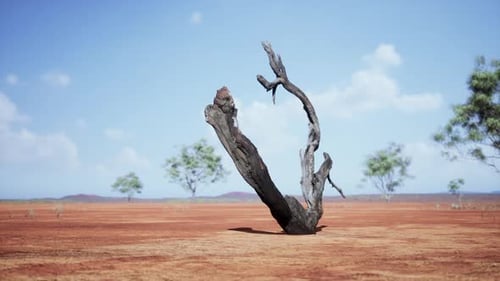 Dry Dead Tree on Arid Desert Landscape Under Blue Sky
