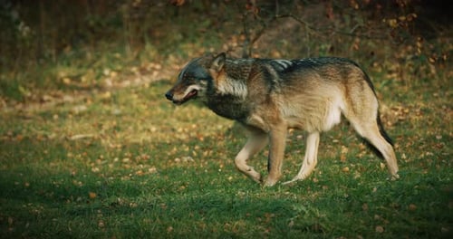 Wolf in Focus Amidst Forest