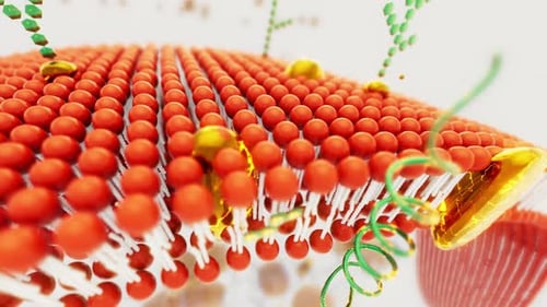 3D Cell Membrane Animation with Dynamic Protein Interactions