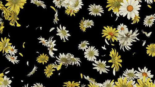 Daisy Flower Burst auf Alpha