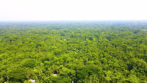 Vue aérienne de la forêt tropicale