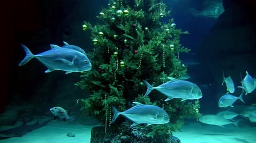 Christmas Tree in Aquarium with Swimming Fish