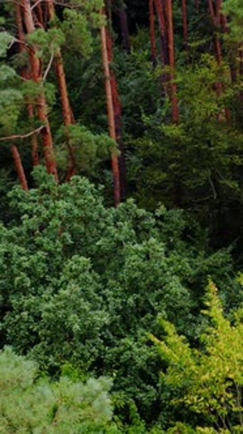 Green nature. Trees in the forest in summer. Tall pine trees in wood. Green scenery in summer