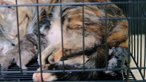 Mama cat giving birth and cleaning her babies - Close up