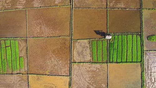Vue aérienne de dessus, zoom arrière, prise de vue par drone de l'agriculture dans les rizières