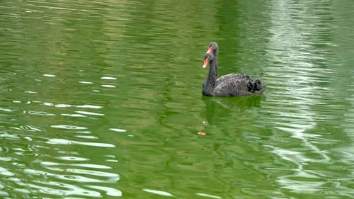 Two Australian black swans (Cygnus atratus) in the green water of a pond or lake Australia, Adelaide