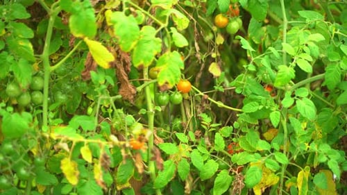 Cherry red and Green tomatoes hanging on a tomato vine with some dried leaves around it greenery far