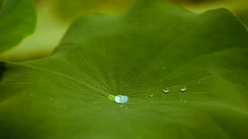Des gouttes d'eau tombent sur une feuille de lotus, sont repoussées par l'effet lotus puis sont collectées