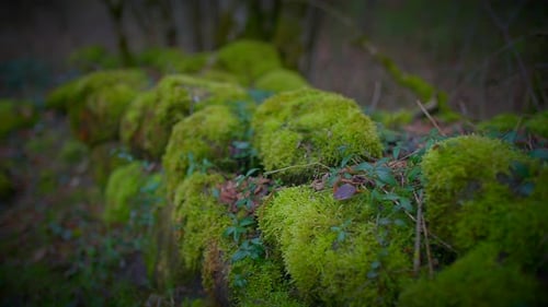 Nahaufnahme von grünem Moos, einer Landpflanze, die auf einem Felsen im Wald wächst