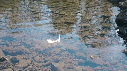 Eine einzelne weiße Feder schwimmt sanft auf der Oberfläche eines ruhigen Gewässers.