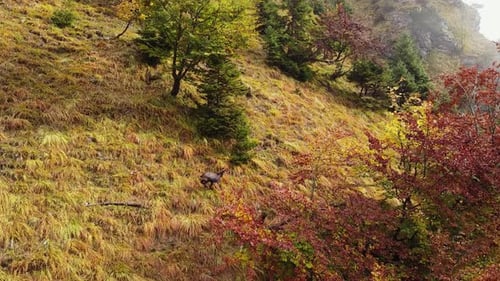 Siguiendo desde el aire a la cabra montés rebeco de montaña saltando por la ladera de una montaña empinada de un bosque cubierto de hierba en otoño, el Dr.