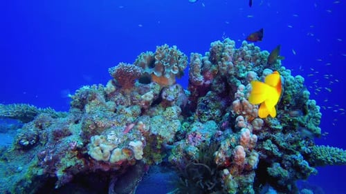 Colorful Clownfish Swimming Around a Vibrant Coral Reef