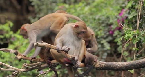 Macacos na natureza. Os macacos constituem um gênero (Macaca) de macacos gregários. Macacos são encontrados