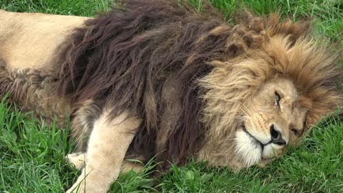 León con una gran melena tumbado sobre hierba verde