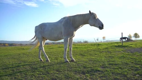 A serene white horse grazing in a sunny pasture during the afternoon