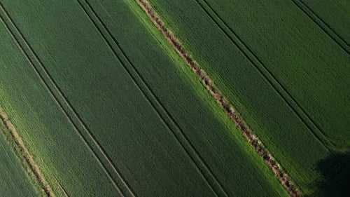 Aerial View Geometrical Top View of Green Wheat Corn Field Flying View of Green Corn Seedlings Corn
