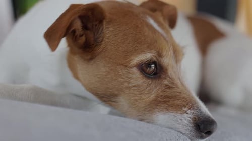 Tired Jack Russell dog resting on couch