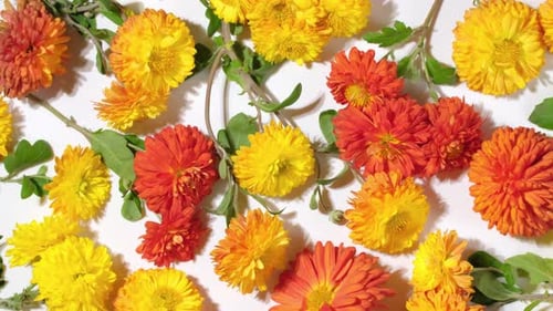 Beautiful chrysanthemums flowers close-up. Background of autumn colorful chrysanthemums
