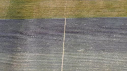 Aerial Lavender Fields
