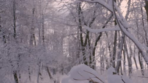 Schneebedeckte Zweige - Nahaufnahme. Winterlandschaft im Park im Winter.
