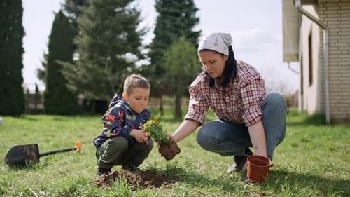 Mother and Son are Planting Flowers in the Garden