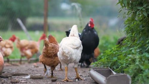 Hens Feeding on Traditional Rural Barnyard Close Up of Chicken on Barn Yard Free Range Poultry