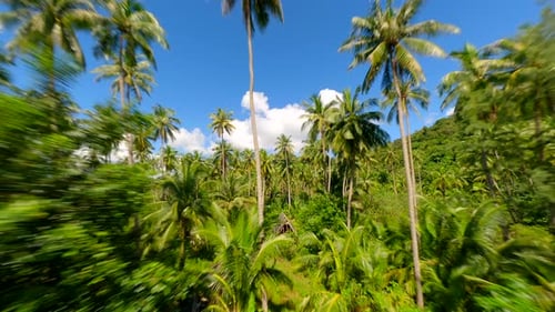 Üppiger tropischer Regenwald mit hoch aufragenden Bäumen, Palmwedeln und exotischer Flora