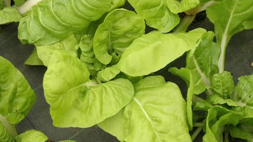Plan rotatif de haut en bas montrant des légumes-feuilles