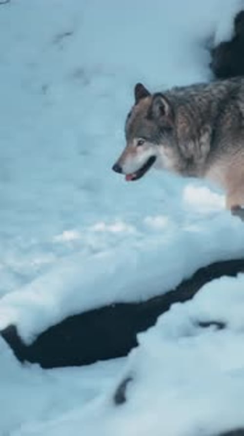 Lobo gris corriendo por el bosque nevado. Vertical.