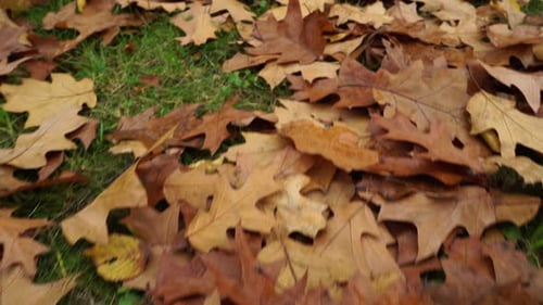 Herbstblätter auf Gras