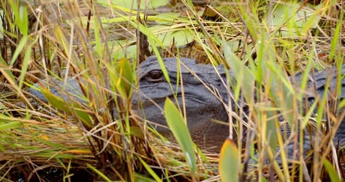 Closeup Alligator Face Resting in Swamp Everglades