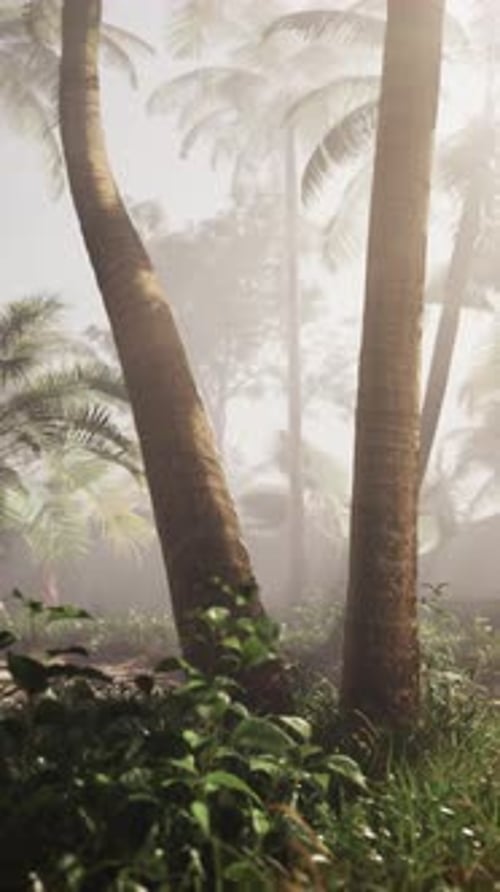 Misty Tropical Rainforest at Dawn