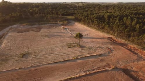 Only tree in deforested area, Punta del Diablo at sunset. Uruguay. Aerial circling