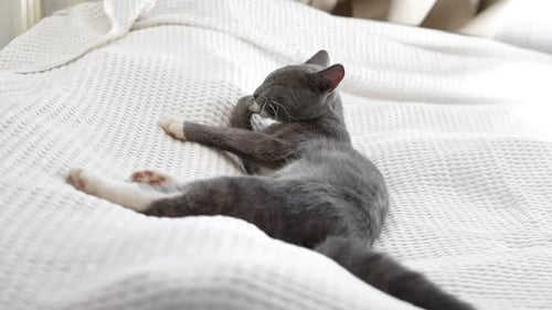 Gray Cat Grooming Itself on White Bed