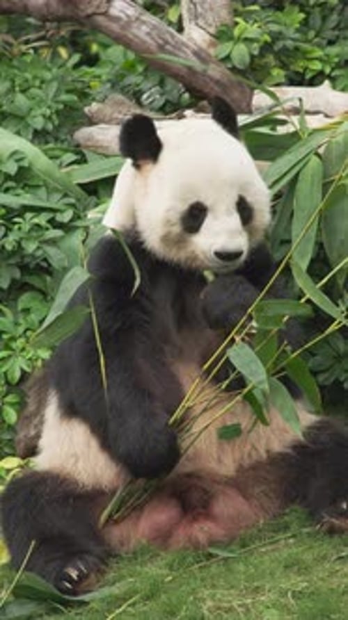 Giant Panda Sitting and Eating Bamboo Leaves