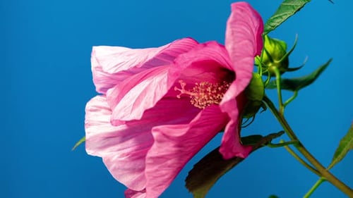 Pink Hibiscus Flower Blooming on Blue Background