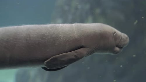chiot lamantin dans l'aquarium