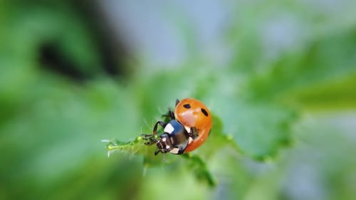 view of a ladybug crawling on a prickly green plant.