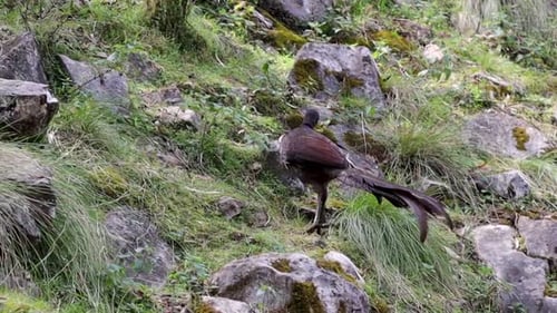 Superbe oiseau lyre en quête de nourriture à flanc de colline, dans les Blue Mountains, en Australie