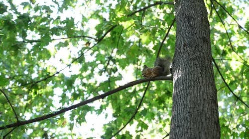 Squirrel eating on a tree branch in summer